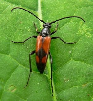 Dvijuoste leptura.jpg