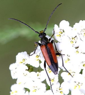 Dviveide leptura.Rimvydo.090715-08.jpg
