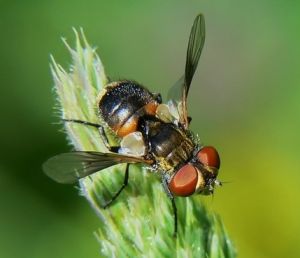 Ectophasia crassipennis.Deivido .jpg