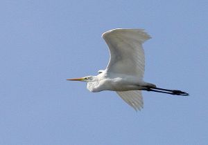 Egretta alba.RimvydoKindurio.111002-44.jpg