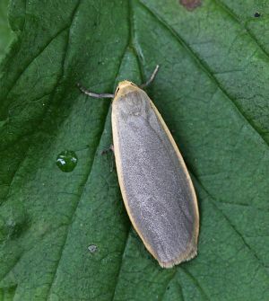 Eilema depressa.RimvydoKindurio.110715-19-copy.jpg