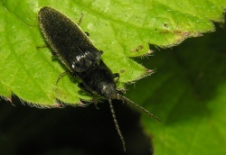 Elateridae sp.MKE. 2006-07-01.jpg