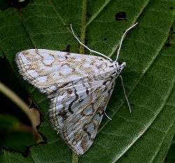 Elophila nymphaeata.RimvydoKindurio.110715.jpg