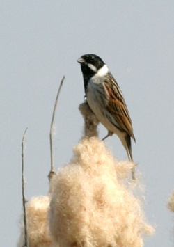 Emberiza schoeniclus.Rimvydo.090412.jpg