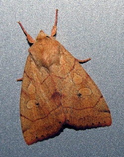 Enargia paleacea.MKE.2006-08-08.jpg