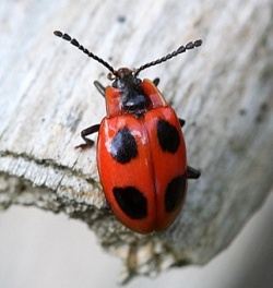 Endomychus coccineus.Rimvydo. 100802-34.jpg