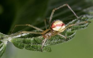 Enoplognatha.ovata.Rimvydo.100706-10.jpg