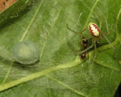 Enoplognatha ovata.MKE.2006-07-29.jpg