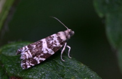 Epinotia tedella.R.Kindurio.120619-03-copy.jpg