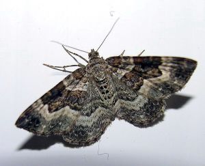 Epirrhoe alternata.jpg