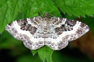 Epirrhoe alternata2 2006-07-06.JPG