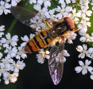 Episyrphus balteatus.2007-06-24.jpg
