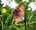 Euclidia glyphica, 2007-06-10.jpg