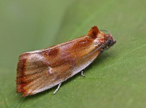 Eulia ministrana.RimvydoKindurio.120526-09-copy.jpg