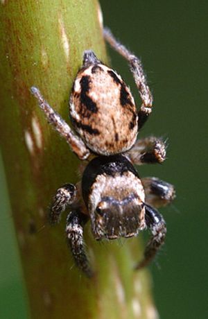 Evarcha arcuata.Rimvydo.2009-07-12.jpg