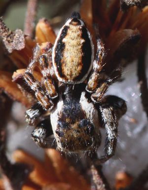 Evarcha falcata.Rimvydo.100517-17.jpg