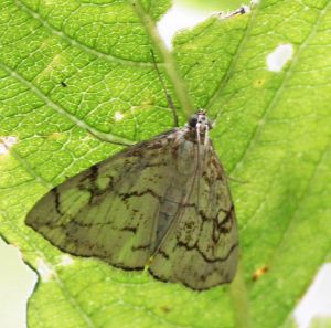Evergestis pallidata.R.Kindurio.120805-10-copy.jpg