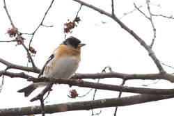 Fringilla montifringilla.Rimvydo.100418.jpg