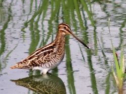 Gallinago gallinago.R.Kindurio.150910-04.jpg