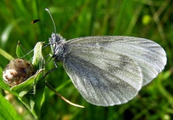 Garstyte 2008-06-29.jpg