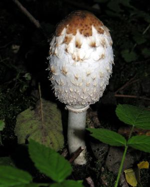 Gauruotasis meslagrybis.MKE.JPG