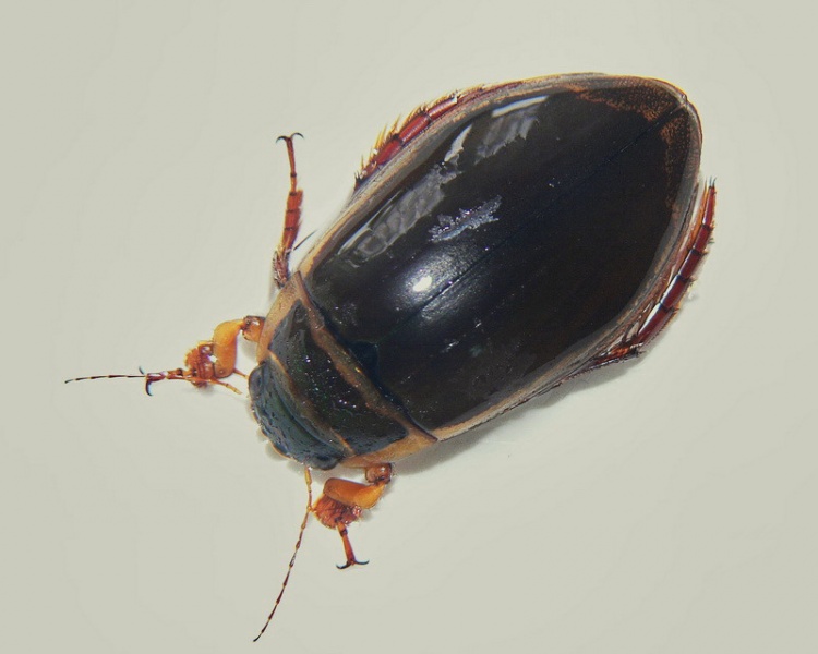 Vaizdas:Geltonkraste dusia.MKE.Deivido.jpg