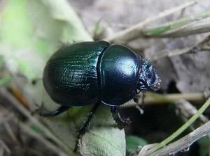 Geotrupes stercorosus .MKE.jpg