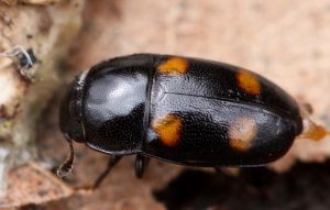 Glischrochilus hortensis. Rimvydo.100418-06.jpg