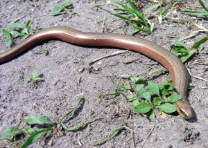 Gluodenas.MKE.2009-05-23.jpg