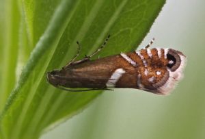 Glyphipterix forsterella.R.Kindurio.120526-46-copy.jpg