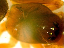 Gongylidium rufipes.MKE.2008-10-20.jpg