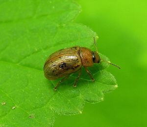 Gonioctena quinquepunctata.MKE.2010-05-15.jpg