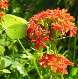 Gostautine gaisrena.MKE.2007-07-23.jpg