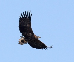 Haliaeetus albicilla.RimvydoKindurio.111009-09.jpg