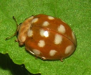 Halyzia sedecimguttata.MKE.jpg