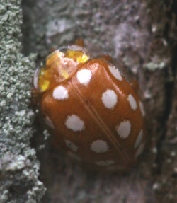 Halyzia sedecimguttata.Rimvydo.091115-09.jpg