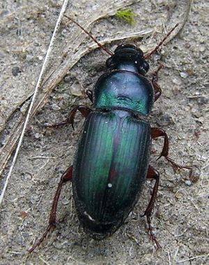 Harpalus affinis.2009-06-28.jpg
