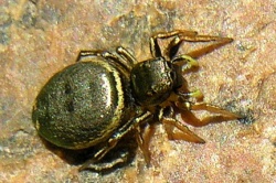 Heliophanus auratus1.jpg