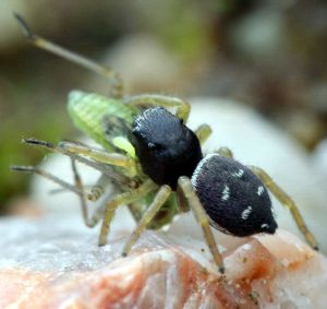 Heliophanus flavipes.R.Kindurio.MKE.140830.jpg