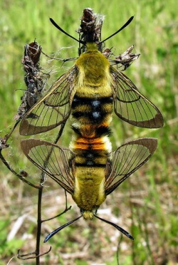 Hemaris tiyus.2008-05-31.jpg