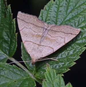 Herminia tarsicrinalis.R.Kindurio.130617-37-copy.jpg