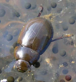 Hydrochara caraboides.Deivido.jpg