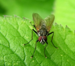 Hydrophoria lancifer.MKE.2008-06-19.jpg