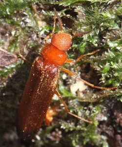 Hylecoetus dermestoides.Rimvydo. 100514-40.jpg