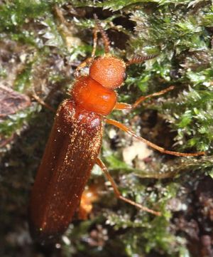 Hylecoetus dermestoides.Rimvydo. 100514-40.jpg