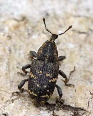 Hylobius abietis.RimvydoKindurio.110521-08.jpg