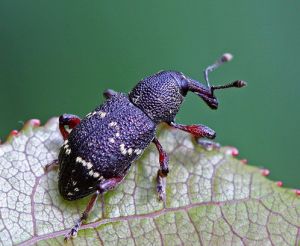 Hylobius pinastri.RimvydoKindurio.110730.jpg