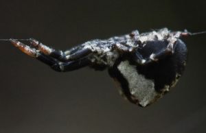 Hyptiotes paradoxus.MKE.jpg