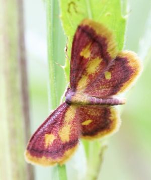 Idaea muricata.R.Kindurio140706-36.jpg