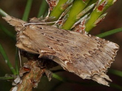 Ilganosis kuoduotis1.MKE.2011-05-21.jpg